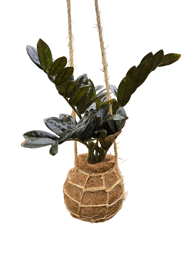Grown in Kenya by TropicalOrchids254