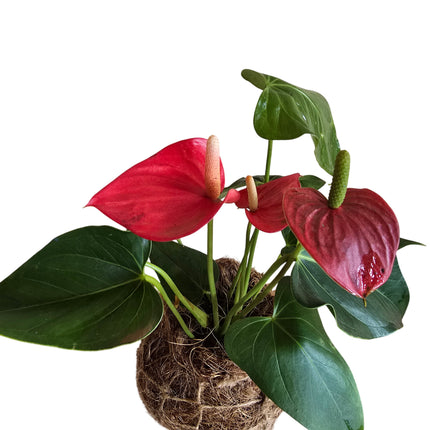 Grown and Made in Kenya by TropicalOrchids254