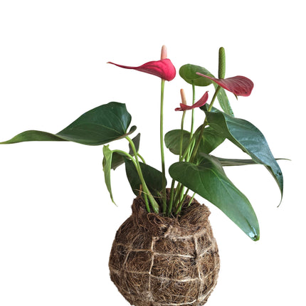 Grown and Made in Kenya by TropicalOrchids254
