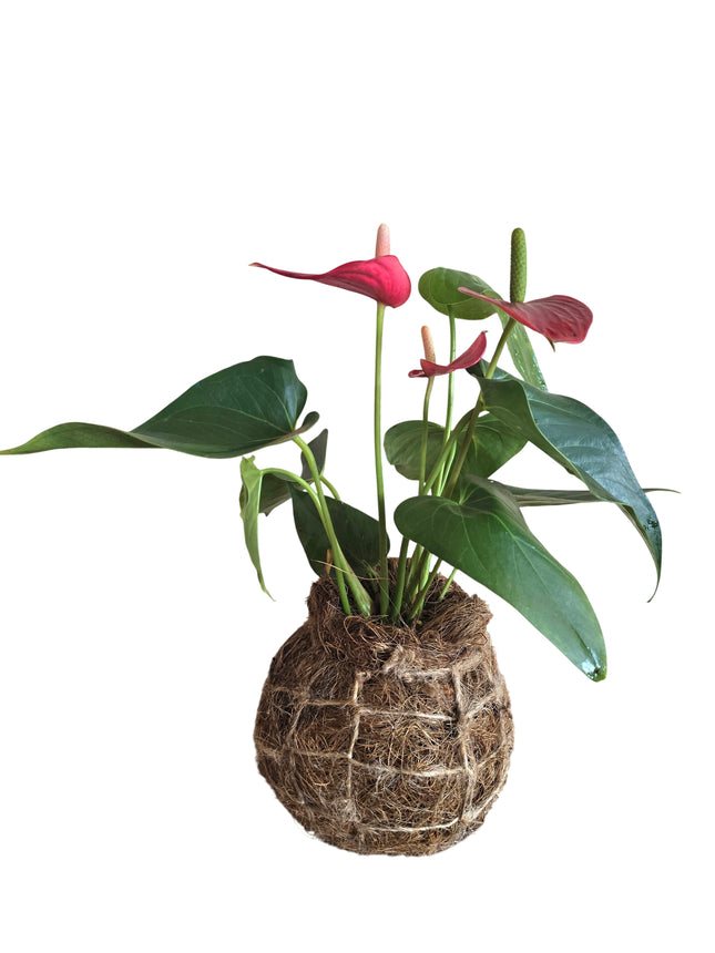 Grown and Made in Kenya by TropicalOrchids254