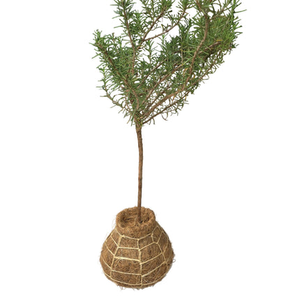 Rosemary Topiary in Kokedama