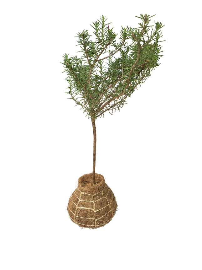 Rosemary Topiary in Kokedama