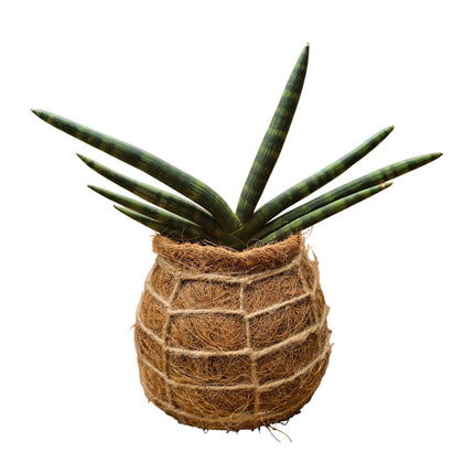 Starfish Sansevieria Kokedama
