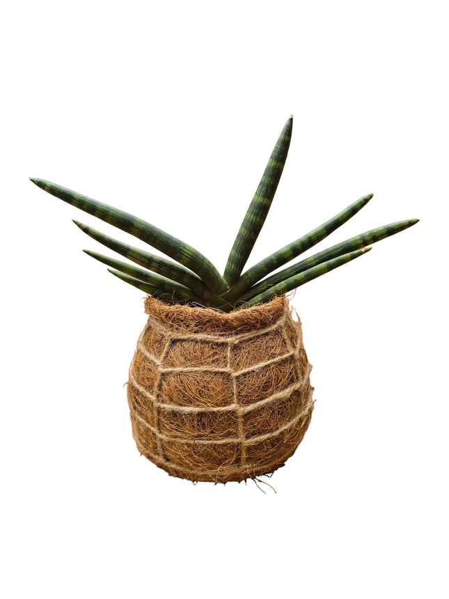 Starfish Sansevieria Kokedama