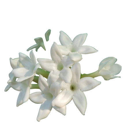Grown in Kenya by TopicalOrchids254