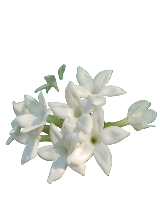 Grown in Kenya by TopicalOrchids254