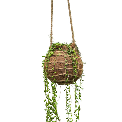 String of Beads  Kokedama grown and made in Kenya by TropicalOrchids254