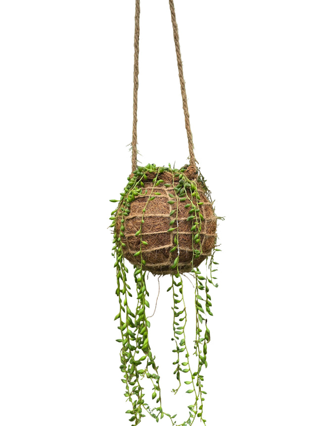 String of Beads  Kokedama grown and made in Kenya by TropicalOrchids254