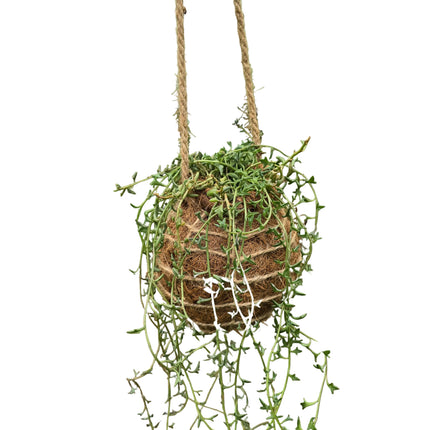 String of Dolphins Kokedama grown and made in Kenya by TropicalOrchids254