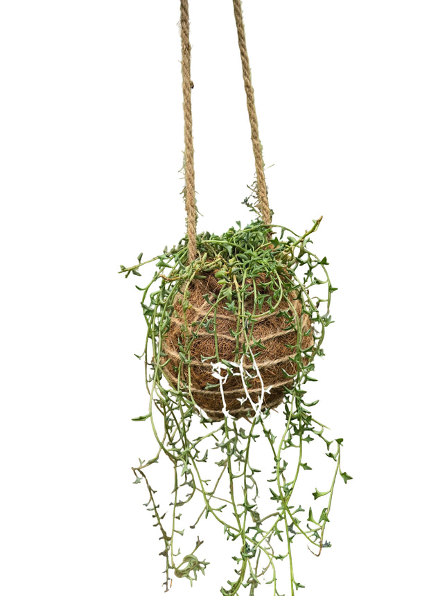 String of Dolphins Kokedama grown and made in Kenya by TropicalOrchids254