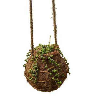 String of Pearls Kokedama grown and made in Kenya by TropicalOrchids254