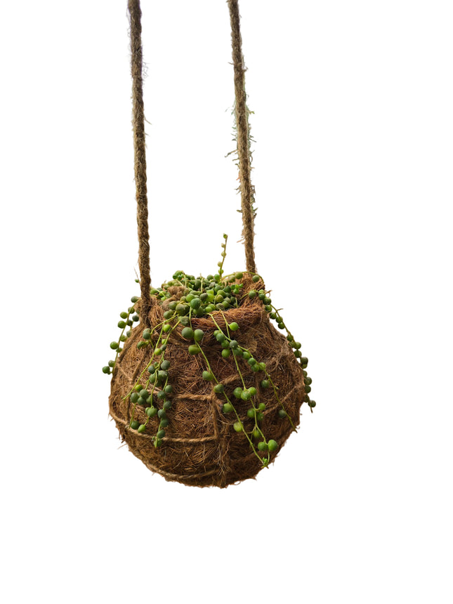 String of Pearls Kokedama grown and made in Kenya by TropicalOrchids254