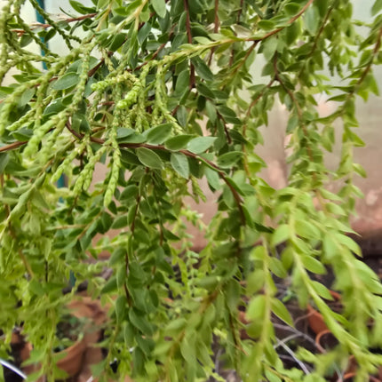 Tassel Fern Huperzia Carinata - Hanging Kokedama