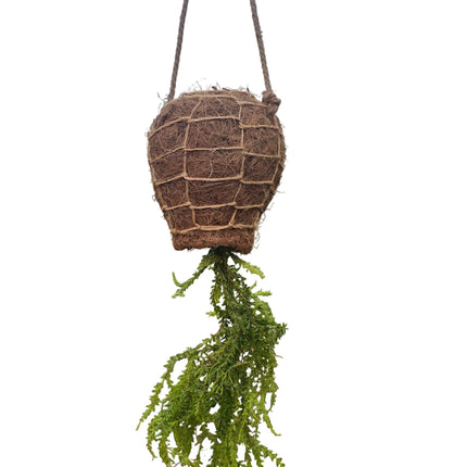 Tassel Fern Huperzia Carinata - Hanging Kokedama