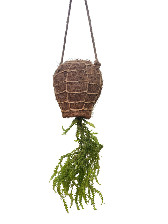 Tassel Fern Huperzia Carinata - Hanging Kokedama