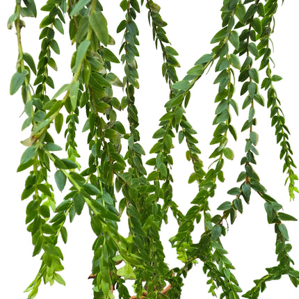 Tassel Fern Huperzia Coralia 'Dragon Necklace - Hanging Kokedama