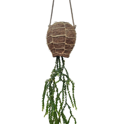Tassel Fern Huperzia Coralia 'Dragon Necklace - Hanging Kokedama