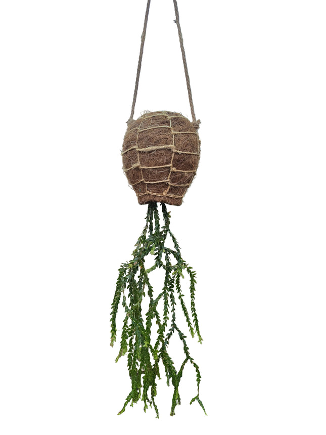 Tassel Fern Huperzia Coralia 'Dragon Necklace - Hanging Kokedama