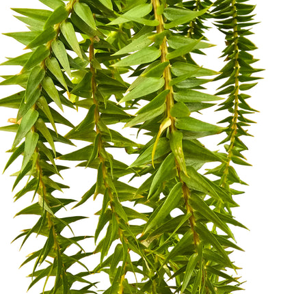 Tassel Fern Huperzia Goebelii - Hanging Kokedama
