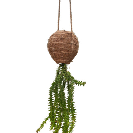 Tassel Fern Huperzia Goebelii - Hanging Kokedama