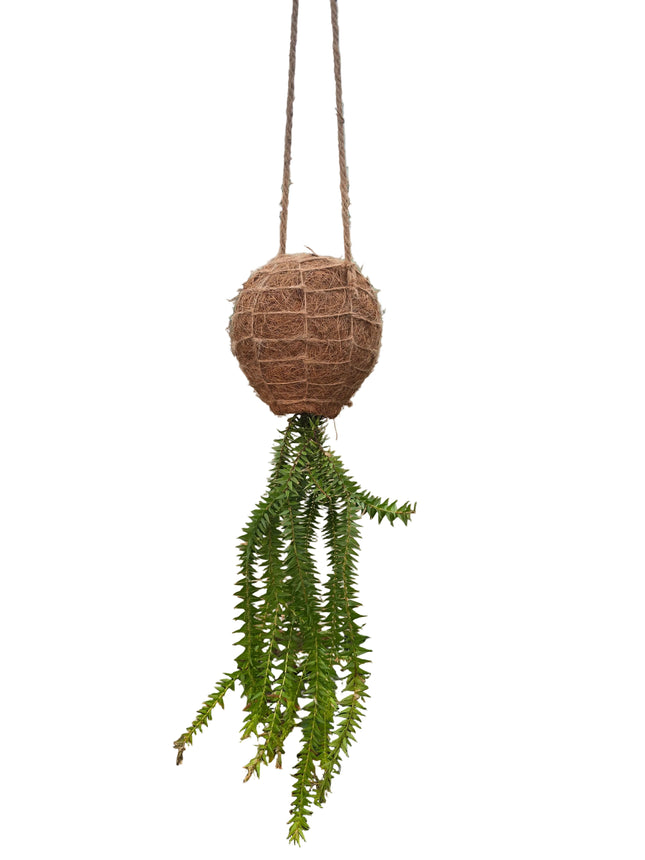 Tassel Fern Huperzia Goebelii - Hanging Kokedama