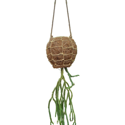 Tassel Fern Huperzia Phlegmaria - Hanging Kokedama