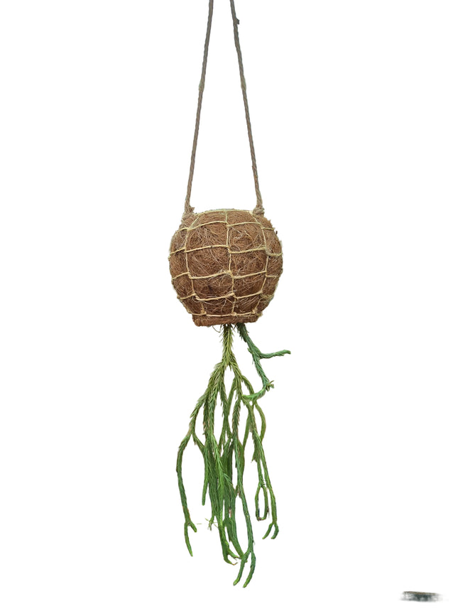 Tassel Fern Huperzia Phlegmaria - Hanging Kokedama
