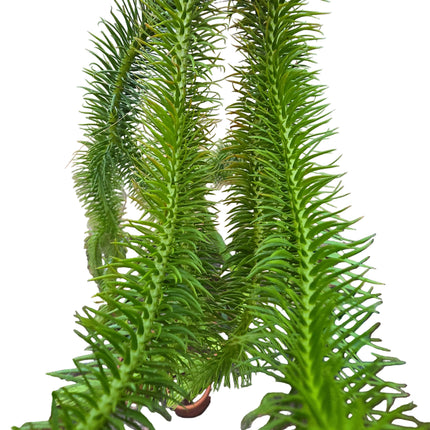 Tassel Fern Huperzia Squarrosa - Hanging Kokedama