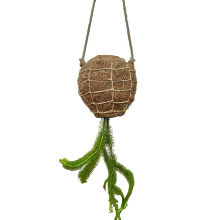 Tassel Fern Huperzia Squarrosa - Hanging Kokedama