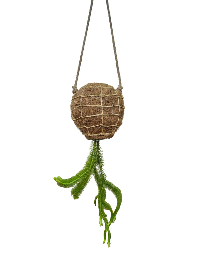 Tassel Fern Huperzia Squarrosa - Hanging Kokedama