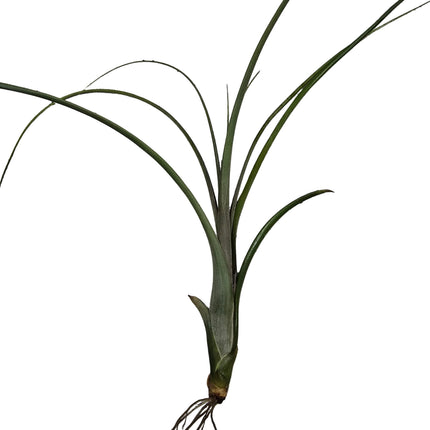Tillandsia Balbisiana Air Plant