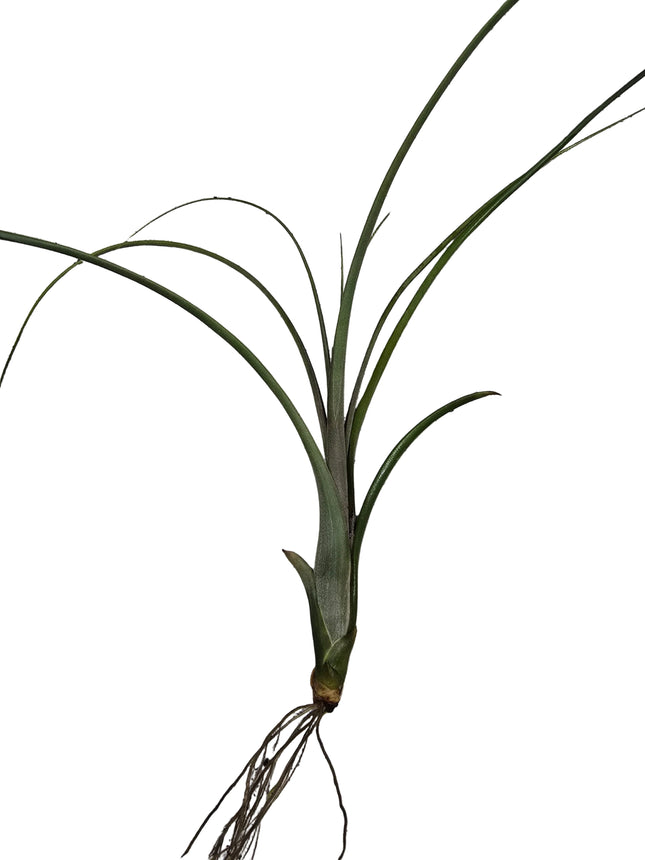 Tillandsia Balbisiana Air Plant