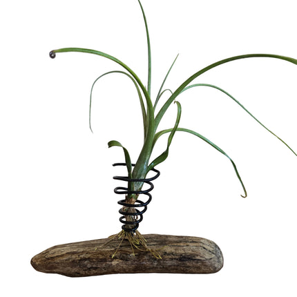 Hand Made by Kenya's Air Plant Experts - TropicalOrchids254