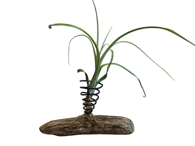 Hand Made by Kenya's Air Plant Experts - TropicalOrchids254