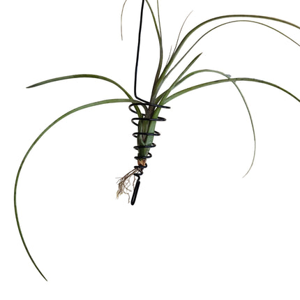 Grown and Made in Kenya by Kenya's Air Plant Experts - TropicalOrchids254