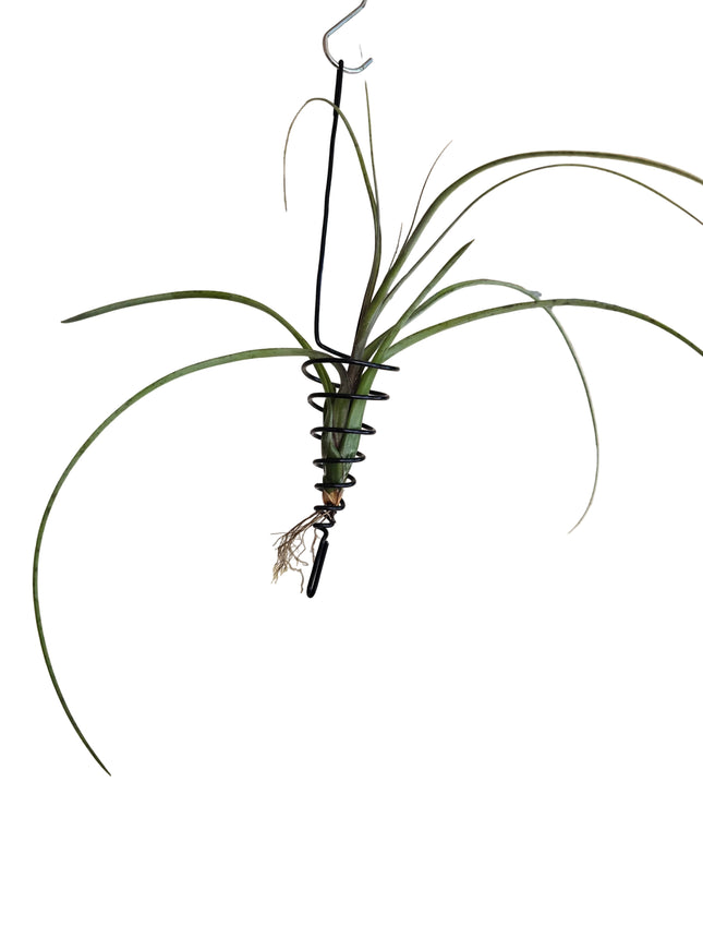Grown and Made in Kenya by Kenya's Air Plant Experts - TropicalOrchids254