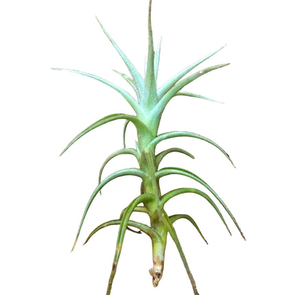 Kenya's Air Plant Experts - TropicalOrchids254