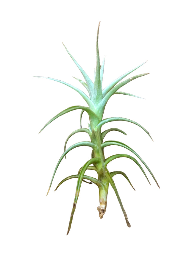Kenya's Air Plant Experts - TropicalOrchids254