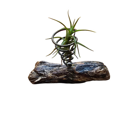 Tillandsia Bergerii Air Plant in Handcrafted Driftwood Desktop Holder Made In Kenya by TropicalOrchids254