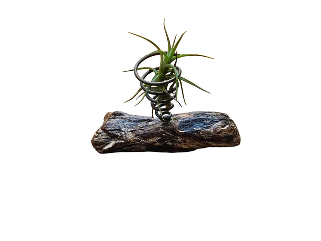 Tillandsia Bergerii Air Plant in Handcrafted Driftwood Desktop Holder Made In Kenya by TropicalOrchids254