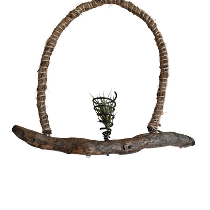 Tillandsia Bergerii Air Plant on Natural Driftwood Hanging Display Made in Kenya By TropicalOrchids254