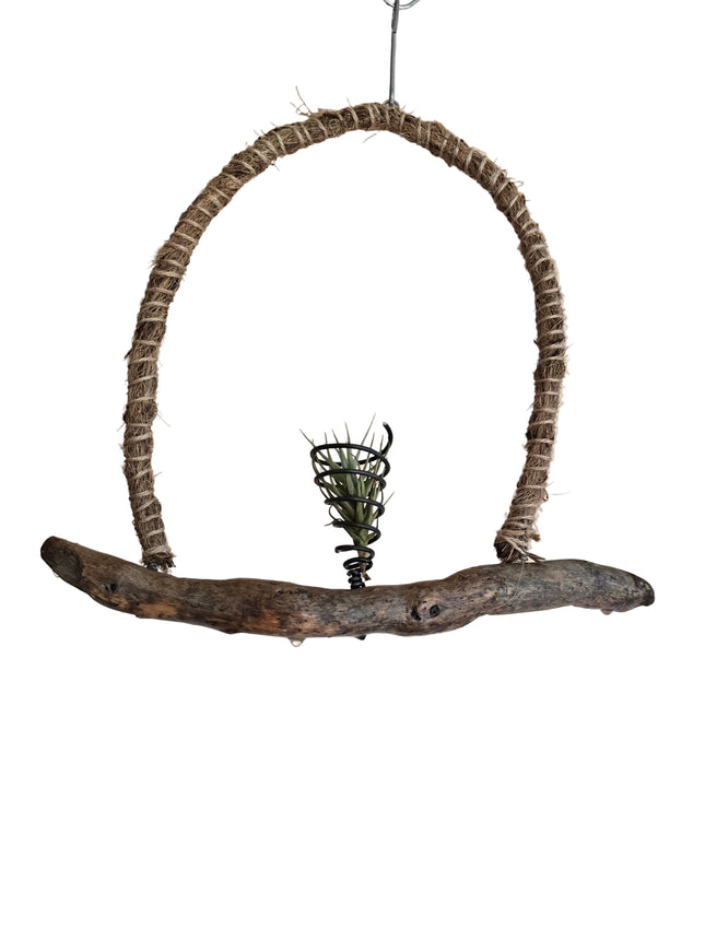 Tillandsia Bergerii Air Plant on Natural Driftwood Hanging Display Made in Kenya By TropicalOrchids254