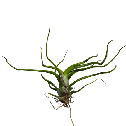 Tillandsia Bulbosa 'Mini' Air Plant