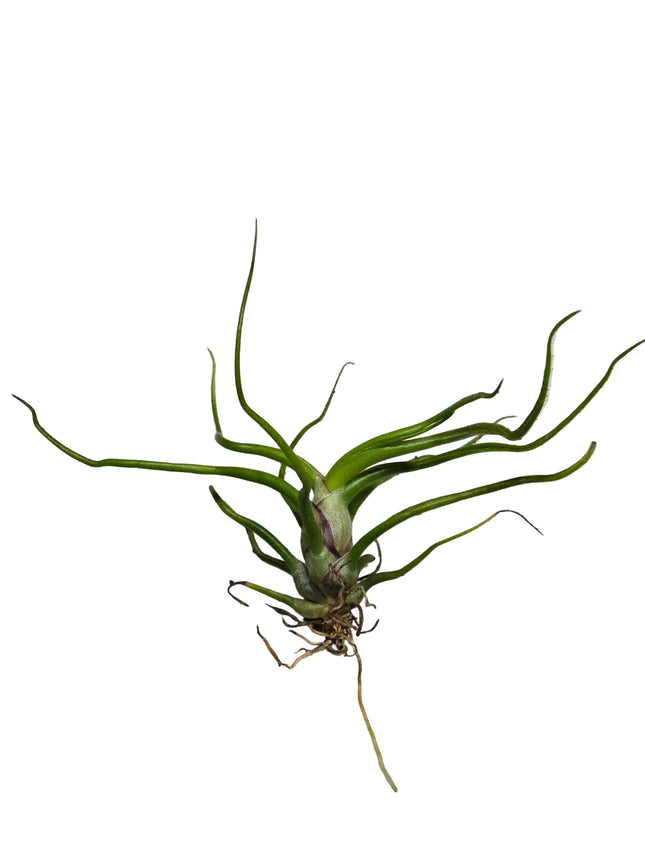 Tillandsia Bulbosa 'Mini' Air Plant