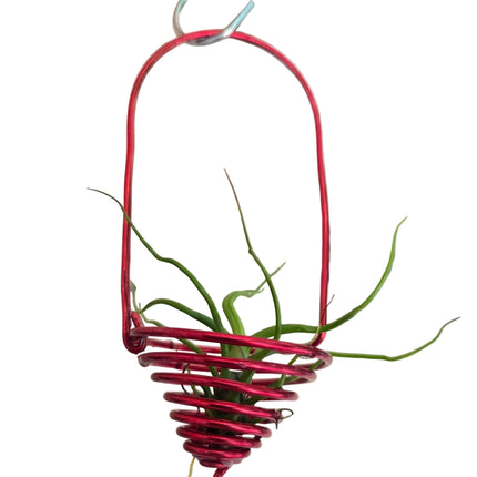 Tillandsia Bulbosa 'Mini' in Metal Wire Hanger