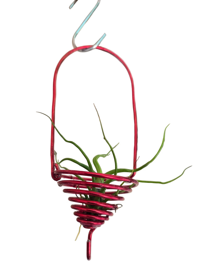 Tillandsia Bulbosa 'Mini' in Metal Wire Hanger
