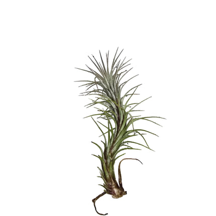 Tillandsia Funkiana Air Plant