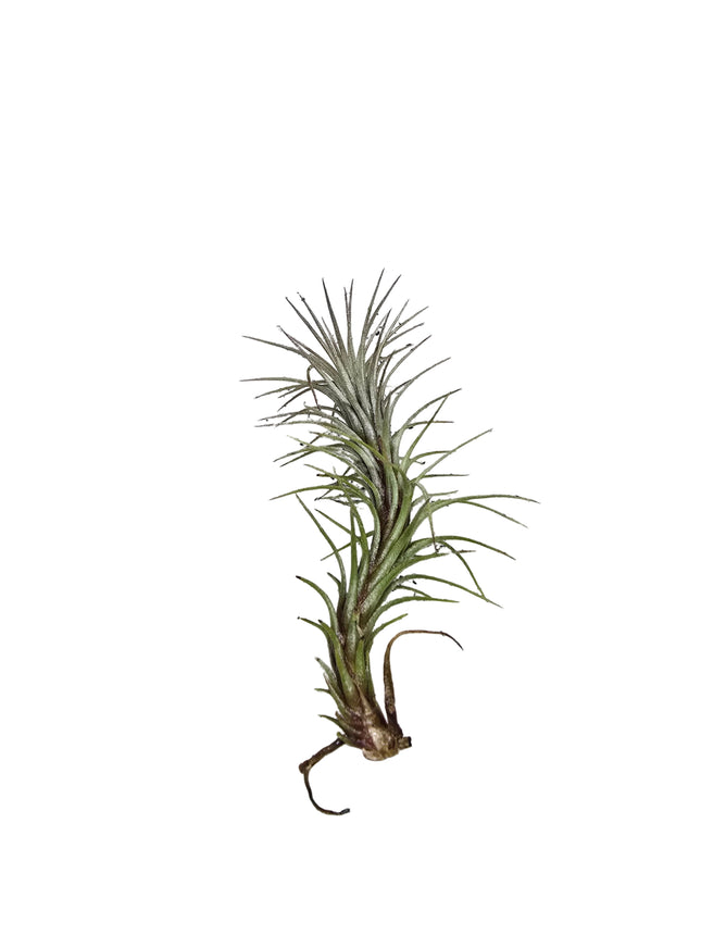 Tillandsia Funkiana Air Plant