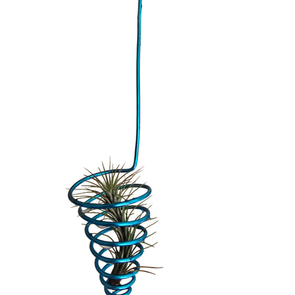 Air Plant Display Ideas Made in Kenya by TropicalOrchids254