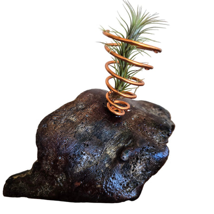 Tillandsia Funkiana in Driftwood Desktop Holder